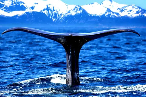 Ogromny ogon wieloryba zanurza się w błękitnym oceanie, na tle ośnieżonych gór. To widok, który może budzić pytania: whaling co to?