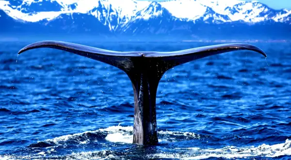 Ogromny ogon wieloryba zanurza się w błękitnym oceanie, na tle ośnieżonych gór. To widok, który może budzić pytania: whaling co to?