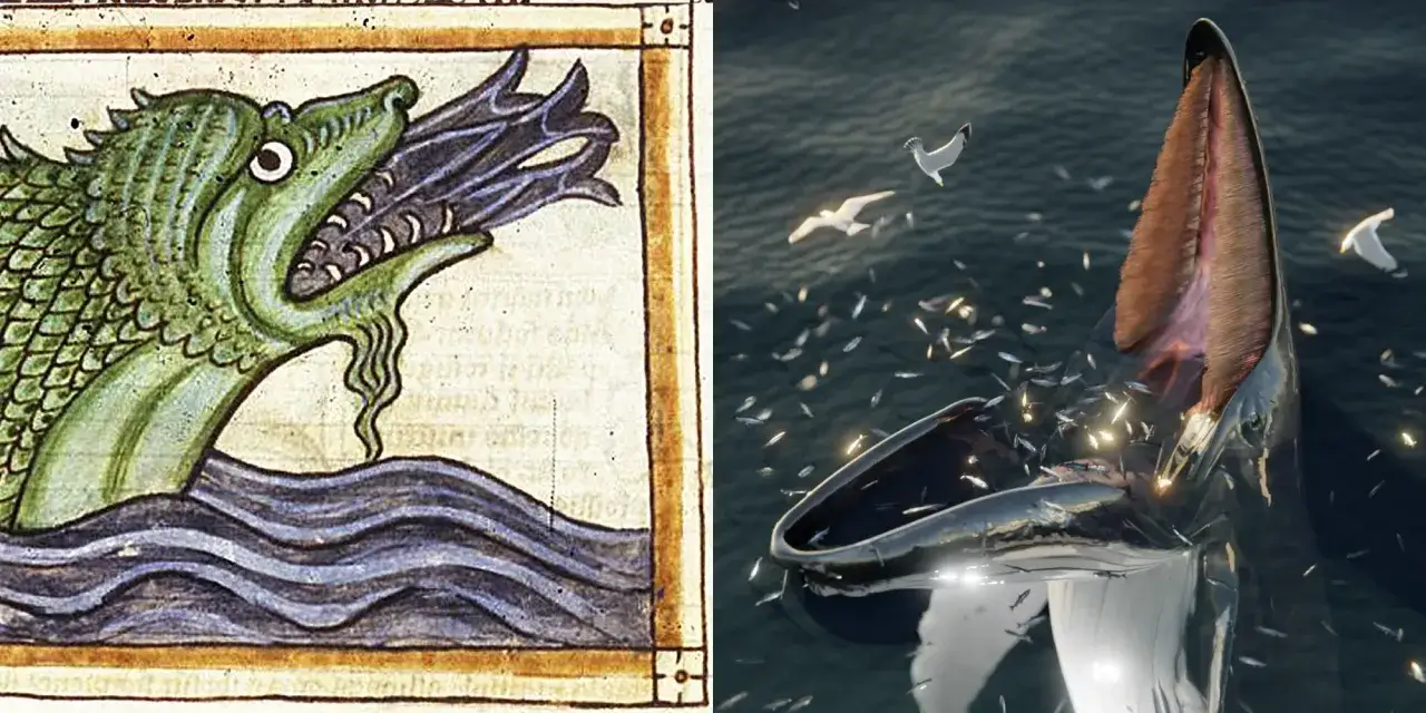 Smok z średniowiecznego manuskryptu i współczesny wieloryb łowczy (whaling co to) połykają ławice ryb.