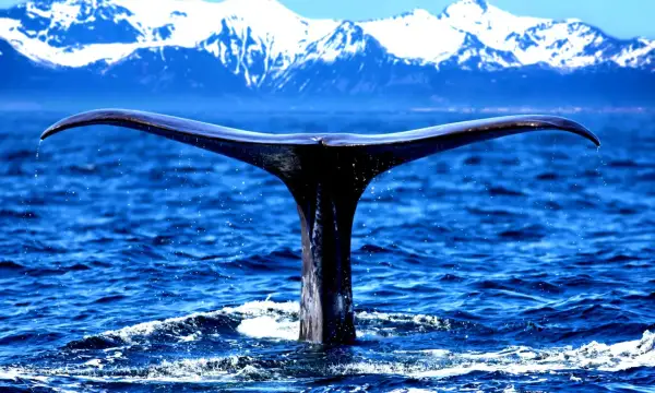Ogromny ogon wieloryba zanurza się w błękitnym oceanie, na tle ośnieżonych gór. To widok, który może budzić pytania: whaling co to?